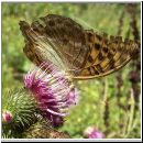 Argynnis paphia - Kaisermantel w07.jpg